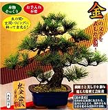 鈴木豊伯　工芸盆栽　松金盆栽