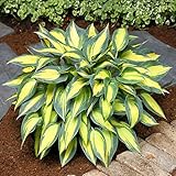 【宿根草】ホスタ「マジック・アイランド」