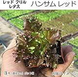 レタス 苗 ハンサムレッド 5ポットセット リーフレタス