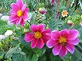 ダリア種子Rozovaya Lenta - ピンクリボンの年間の花