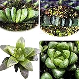 国華園　多肉植物 ハオルチアBセット 4種4株 (各1株)【※発送が国華園からの場合のみ正規品です】