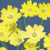 【メール便配送】国華園　花たね コスモス イエロー 1袋（20粒）【※発送が国華園からの場合のみ正規品です】