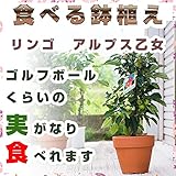りんご鉢植え　食べれる林檎の鉢植え