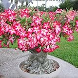 3シード/ホルムアルデヒドアデニウムprofessonal家庭園芸植物のデザートローズの花の種子盆栽花新吸収を詰めます