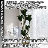 インテリアグリーン・ドラセナ・デレメンシス・コンパクタ・8号鉢・バスケット・受皿付 【観葉植物】【新築祝い・開店祝いに】【送料無料】