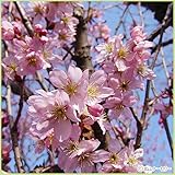 桜（サクラ）苗木　啓翁桜（ケイオウサクラ）