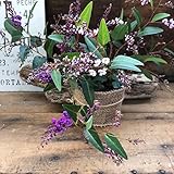 ミックス色 大苗 ハーデンベルギア 胡蝶蘭のような花 ガーデニング インテリア