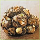 里芋 八つ頭の種芋(1kg)