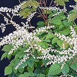 【宿根草】アルンカス「ミスティ・レース」