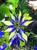 1pcs climbing clematis bulbs,clematis tree bulbs Garden plants, perennial planting rare flower bulbs