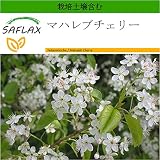 SAFLAX - マハレブチェリー - 30 個の種。- より良い栽培のための土壌を含みます - Prunus mahaleb