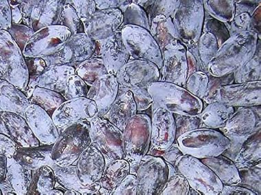 北海道産 ハスカップ(冷凍果実)1kg (250g×4袋)