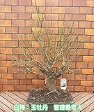 花芽いっぱいの寒梅 玉牡丹 １０号鉢(24×33cm陶器鉢)