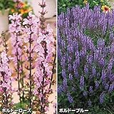 国華園　花苗 サルビア ボルドーミックス 4株（花色見計らい）【※発送が国華園からの場合のみ正規品です】