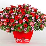 ビッグプロモーション！パークグラマラスガールミックスガーデンペチュニアの種、100個/ロット、口紅キャンディハーツと女性美、＃のK4993H