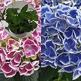 あじさい苗　【マナスル　ピコティ苗木】　5号鉢　あじさい　アジサイ　紫陽花　花鉢植え　花
