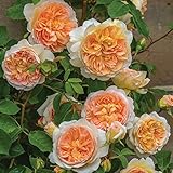バラ苗 バスシーバ 大苗ＥＲ6Ｌ専用角鉢入 つるバラ オレンジ系 イングリッシュローズ