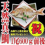 祝い鯛600g お食い初め 焼き鯛 敷紙 飾り付き 天然
