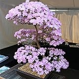 TOPmountain 桜の種 10個 さくら樹木の種 混合色の盆栽ツリー ホームパーティーの装飾
