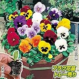 国華園　プラグ花苗 パンジーいろいろミックス(70本入・花色無選別)【※発送が国華園からの場合のみ正規品です】