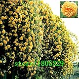 Flowers seed for garden Climbing Rose 50pcs floer GREAT PROMOTION Plants planters Bonsai j