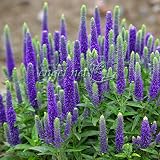 [Blooms]ベロニカ：ロイヤルキャンドル3～3.5号ポット2株セット[美しい宿根草] ノーブランド品