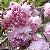 桜(サクラ)苗木 菊枝垂れ桜(キクシダレ)