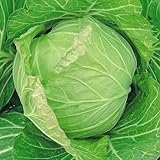 【メール便配送】　国華園　野菜たね　キャベツ　富士早生甘藍　1袋(5ml)【※発送が国華園からの場合のみ正規品です】