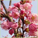 桜(サクラ)苗木 陽光(ヨウコウ)