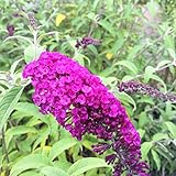 【ブッドレア 苗】ブットレア ロイヤルレッド 3年生苗