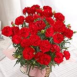 カーネーション 花鉢 レッド 赤 5号鉢 母の日 花 フラワーギフト 母の日ギフト プレゼント