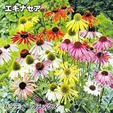 国華園　花たね　切花向き多年草　エキナセア　パラディーソミックス　1袋(20粒)【※発送が国華園からの場合のみ正規品です】