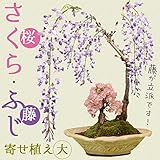 遊恵盆栽 人気花物盆栽：桜・藤寄せ(大・瀬戸焼鉢)*【春に開花】bonsai