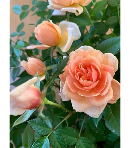 Amazon.co.jp: レンゲローズ 四季咲き ミニバラ 薔薇苗 : DIY・工具