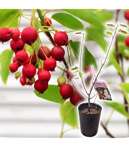 Amazon.co.jp: 株立ち ジューンベリー 白花 果樹 苗木 31 : DIY・工具 