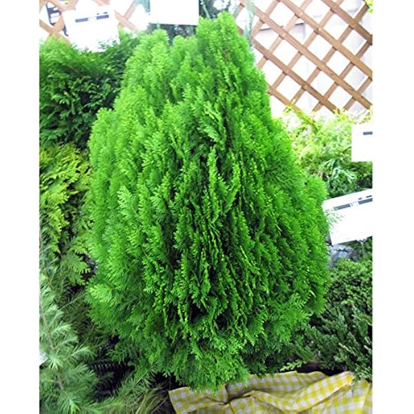Amazon Co Jp オウゴンコノテ 黄金コノテガシワ 8号ポットあるいはルートバック樹高80cm 列植え 生垣に Diy 工具 ガーデン
