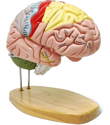 Color-Coded Human 4 Part Brain | Geyer Instructional Products - View #10