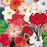 国華園　早咲ポットアマリリス福袋 (品種見計らい・名称付) 4箱【※発送が国華園からの場合のみ正規品です】
