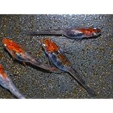 【めだか物語】楊貴妃三色錦透明鱗めだか 未選別 稚魚 SS～Sサイズ 10匹セット [生体]