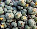 Conophytum uvaeforme - stone plant - 10 seeds
