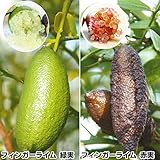 国華園　カンキツ苗　フィンガーライムセット　2種2株
