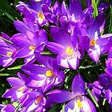 TOPmountain サフランクロッカスの装飾フラワーシード 8個 ガーデンバルコニー植物種子装飾