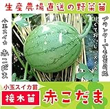 【てしまの苗】接木小玉スイカ苗/赤こだま