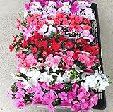 【特選花苗セット販売】　インパチェンス　４０ポットセット（３号）【まとめ売り】