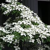 【5本セット】 ジョウリョクヤマボウシ 樹高0.8m前後 18cmポット ホンコンエンシス 月光 苗木 植木 苗 庭木 生け垣