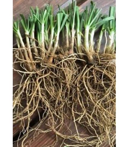 Amazon.co.jp: 孟宗竹 地下茎 筍 苗 竹の根 20cm 15本 筍栽培 : DIY