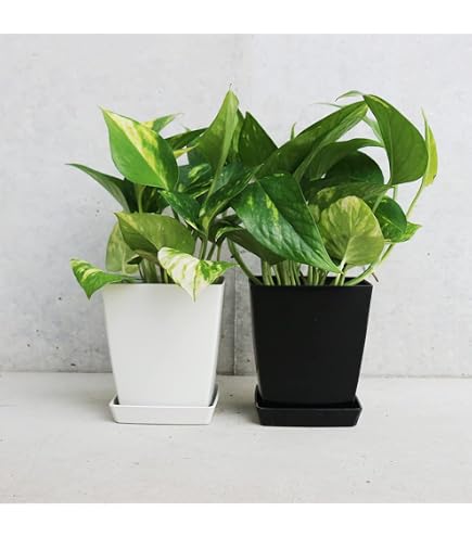 Amazon｜ITANSE ポトス ゴールデン 角鉢4号 2個セット【観葉植物