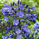 アガパンサス：ブラックブッディスト4号ポット[黒蕾が開くと濃いアメジストブルーの花に！] ノーブランド品