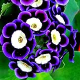 New Arrival 500pcs Rare Phantom Petunia Flower Seeds Garden Bonsai Seeds Petunia Seeds