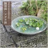 信楽焼 20号緑古信楽浅型 メダカ鉢 睡蓮鉢 スイレン鉢 金魚鉢 水鉢 陶器 su-0190 (幅610×高さ155mm)
